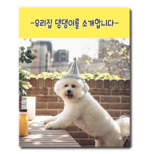 우리집 댕댕이를 소개합니다!