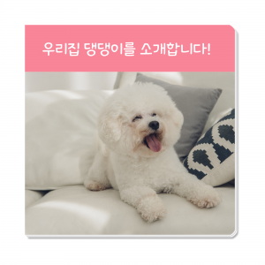 우리집댕댕이_43장