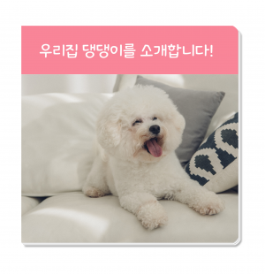 우리집댕댕이_43장